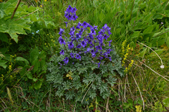 Delphinium caucasicum
