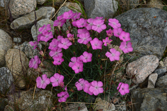 Dianthus kusnezowii