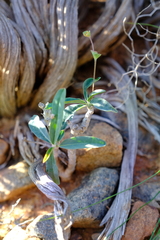 Euphorbia oxystegia
