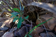 Euphorbia oxystegia