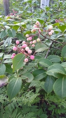 Viburnum cassinoides image