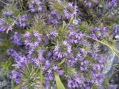 Merciera azurea
