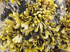 Fucus guiryi