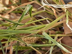 Setaria viridis