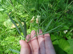 Lathyrus pannonicus