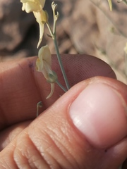 Linaria uralensis