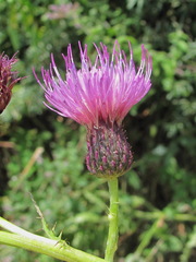 Cirsium uliginosum
