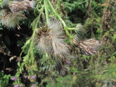 Cirsium uliginosum