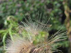 Cirsium uliginosum