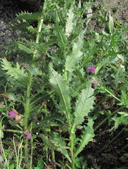 Cirsium uliginosum