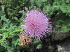 Cirsium uliginosum