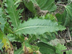 Cirsium uliginosum