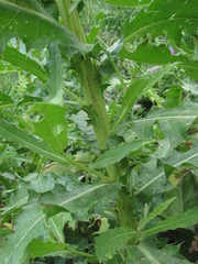 Cirsium uliginosum