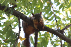 Sciurus niger