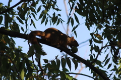 Sciurus niger