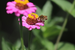 Polites peckius