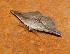 Drepanogynis mixtaria