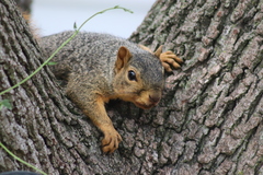 Sciurus niger
