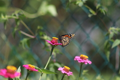 Danaus plexippus