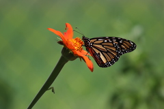 Danaus plexippus