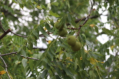 Juglans nigra