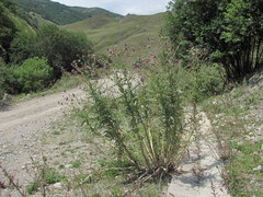 Cirsium uliginosum
