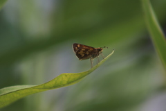 Polites peckius