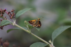 Polites peckius