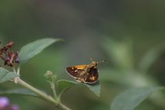 Polites peckius