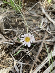 Brachyscome aculeata