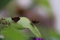 Polites peckius
