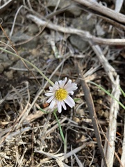 Brachyscome aculeata