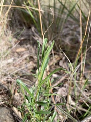 Brachyscome aculeata
