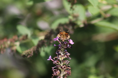 Polites peckius