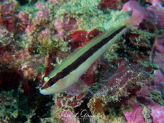 Gobius vittatus