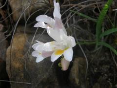 Freesia caryophyllacea