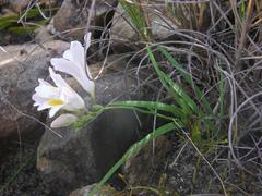 Freesia caryophyllacea