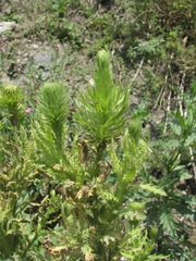 Cirsium uliginosum