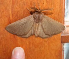 Phyllalia patens