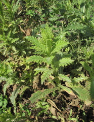 Cirsium uliginosum