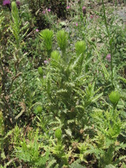 Cirsium uliginosum