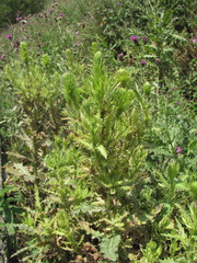 Cirsium uliginosum