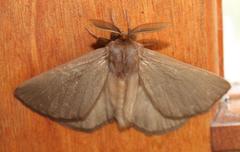 Phyllalia patens