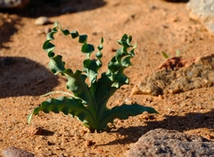 Freesia viridis crispifolia