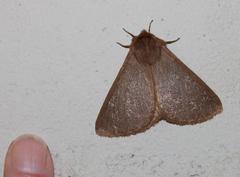 Phyllalia patens