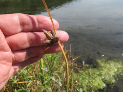 Bolboschoenus planiculmis