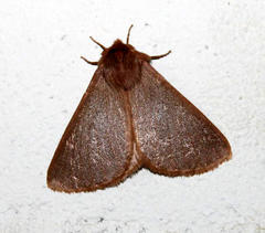 Phyllalia patens