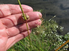 Bolboschoenus planiculmis