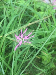 Silene flos-cuculi