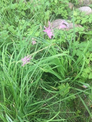 Silene flos-cuculi